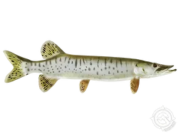 Muskellunge