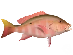 Mutton Snapper