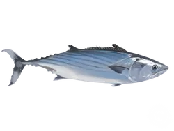 Pacific Bonito