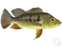 Peacock Bass
