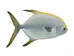 Permit