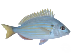 Pinfish