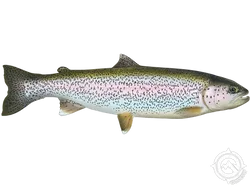 Rainbow Trout