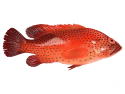 Red Grouper