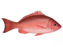 Red Snapper