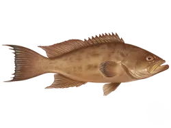 Scamp Grouper