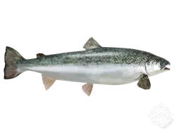 Sea Trout