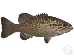 Smallmouth Bass
