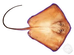 Southern Stingray