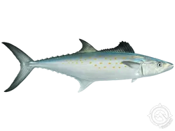 Spanish Mackerel