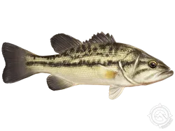 Spotted Bass