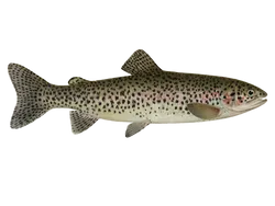Steelhead Trout