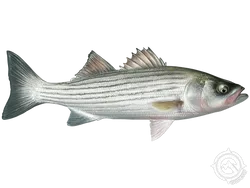 Striped Bass