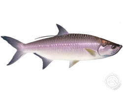 Tarpon