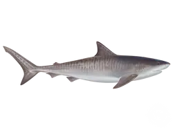 Tiger Shark