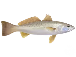 White Weakfish