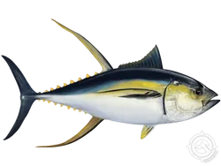 Yellowfin Tuna