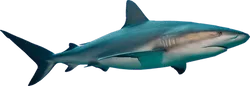 Shortfin Mako Shark