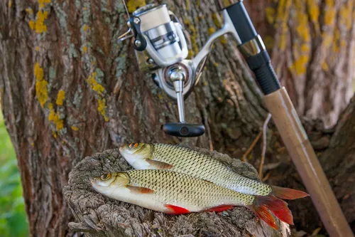 Top 10 Bass Fishing Techniques Every Angler Should Know 