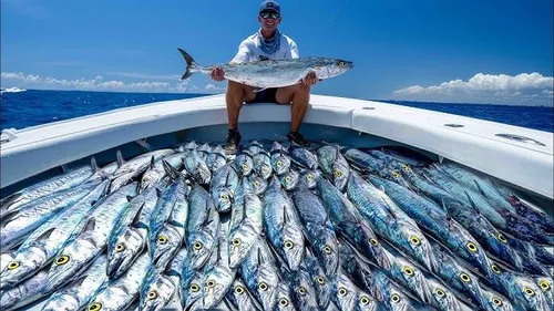 Catching Kingfish: Tips for Anglers in the Atlantic