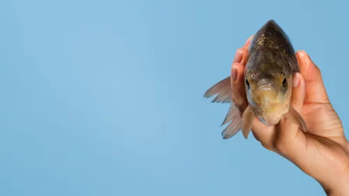 Trophy Fish Species: Why Guided Trips Increase Your Odds