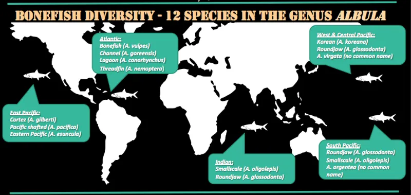 Bonefish Species Across the Globe