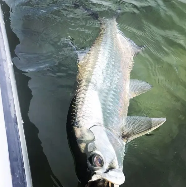 Tarpon fishing