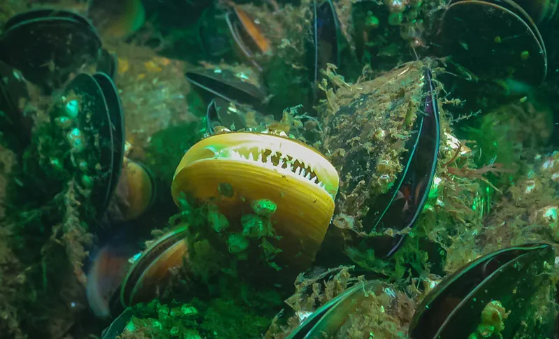Underwater Mediterranean Mussels