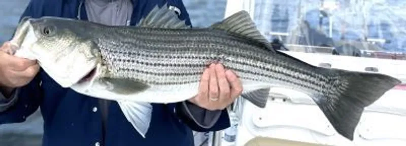 Striped Bass or Striper