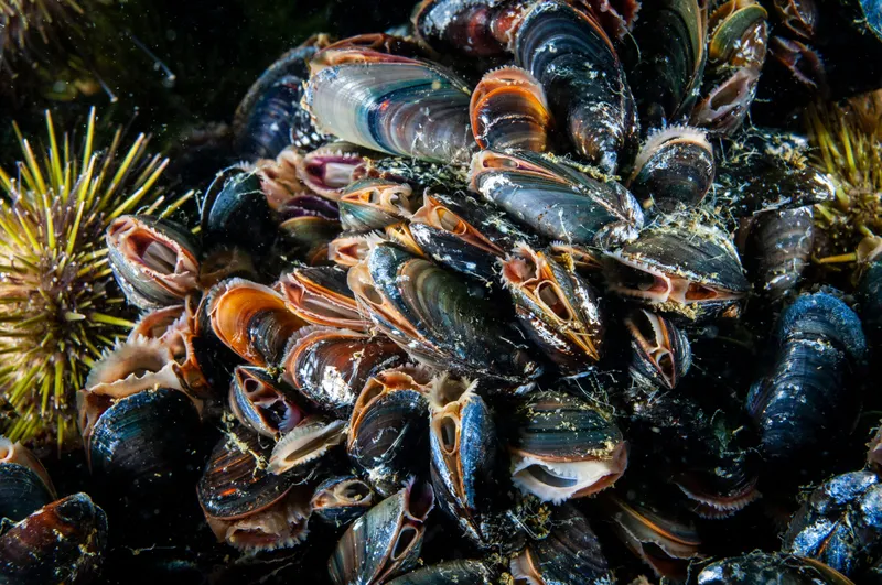 Underwater Blue Mussels