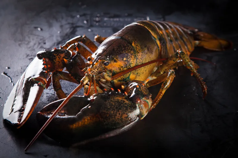 Maine Lobster