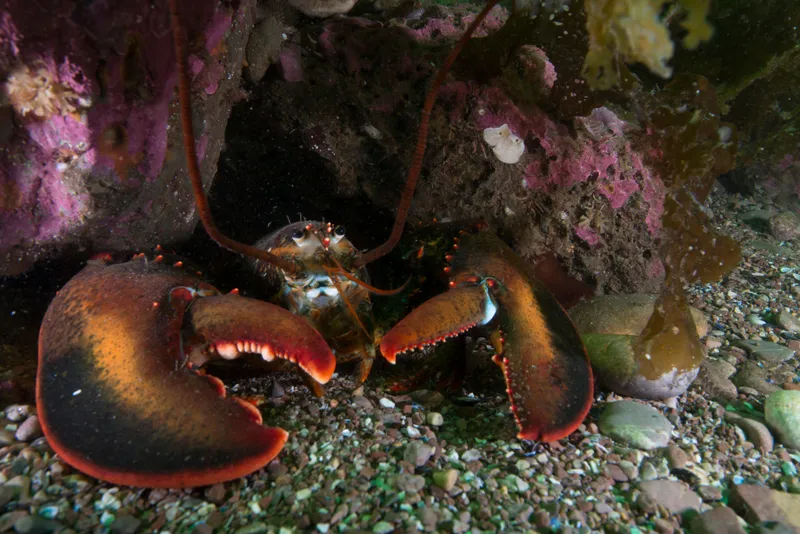 American Lobster Habitat