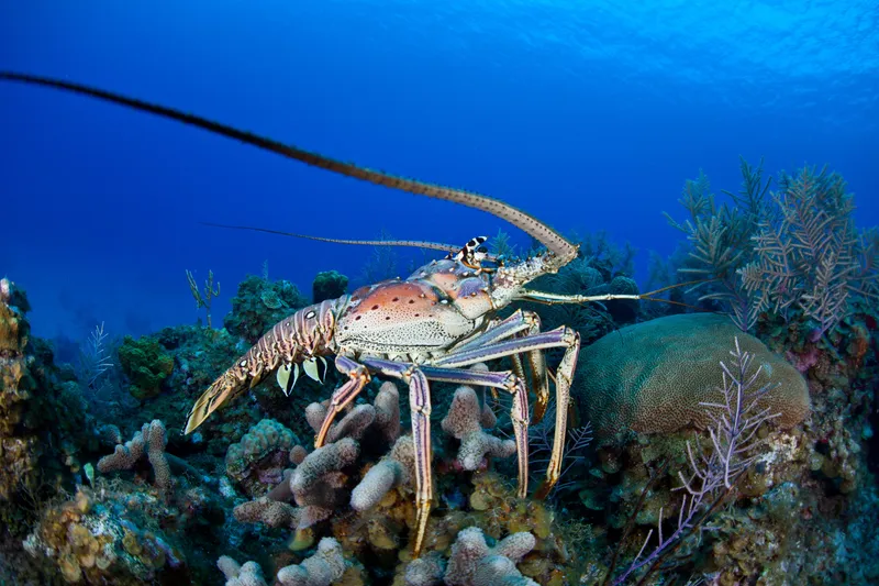 Caribbean Spiny Lobster