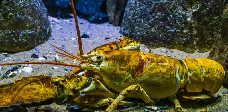 American Lobster