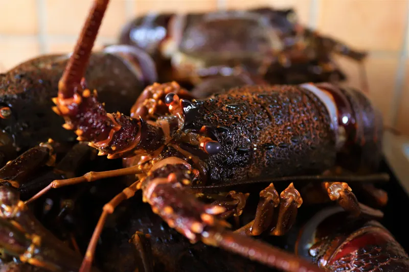 South African rock lobster