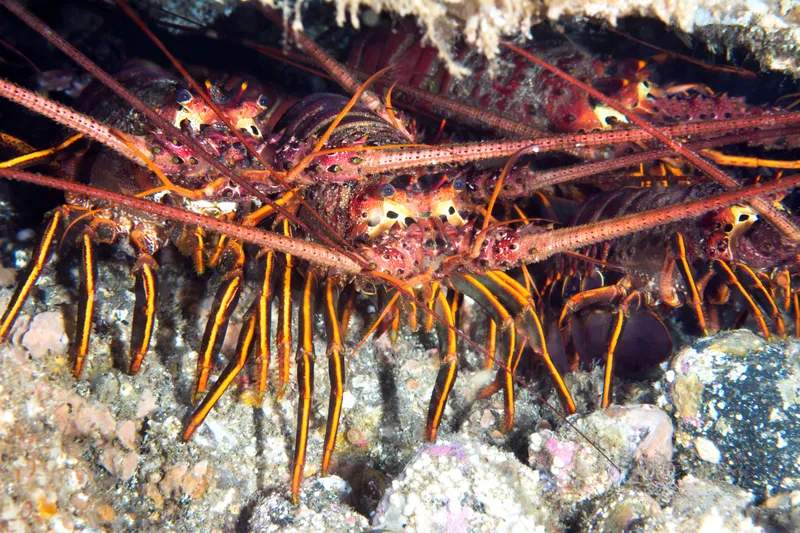 3 California lobsters