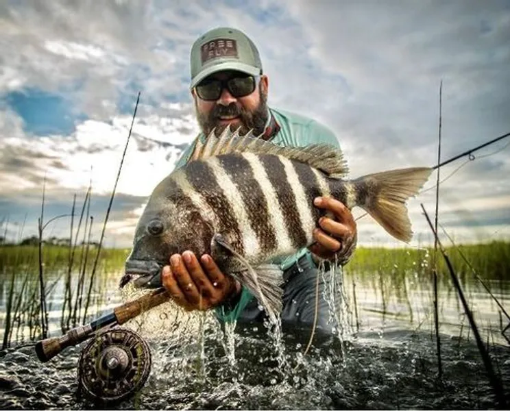 Fishing Sheephead Fish