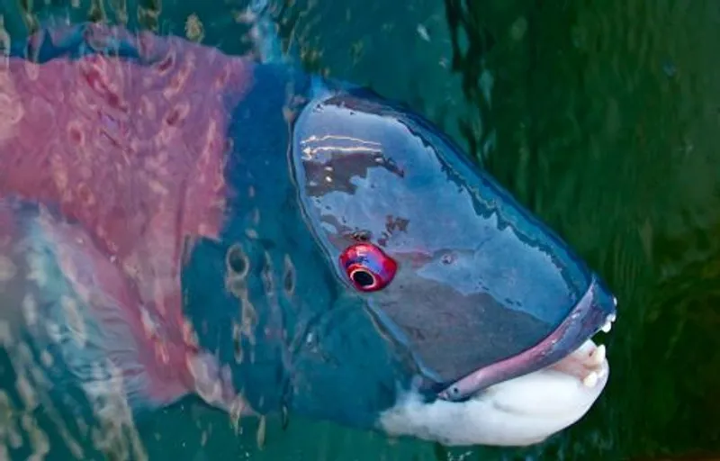 Sheephead Fish catching and eating