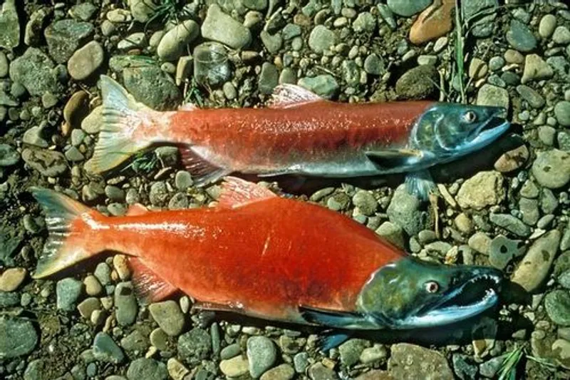 Sockeye Salmon