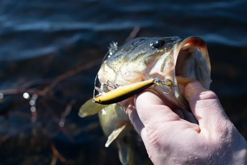 Fishing Largemouth Bass