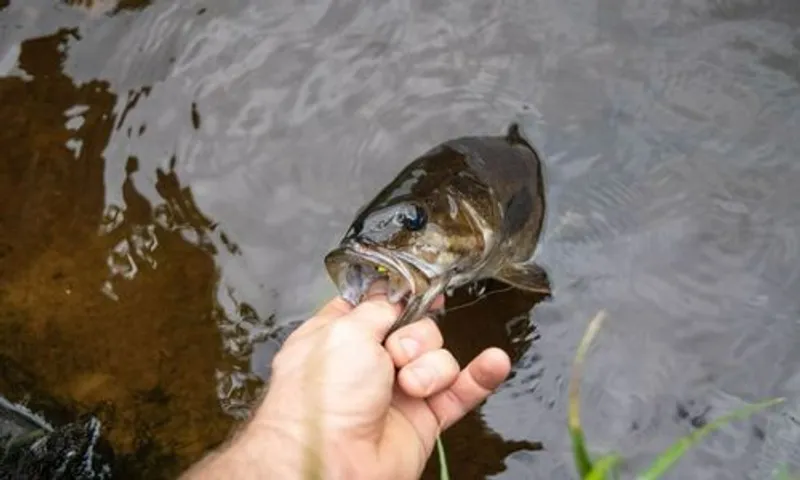 Smallmouth Bass fishing