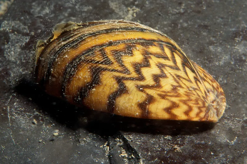 Zebra Mussel