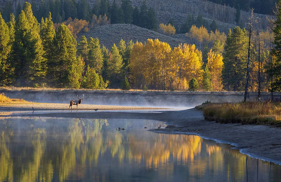 Elk Capital of the West