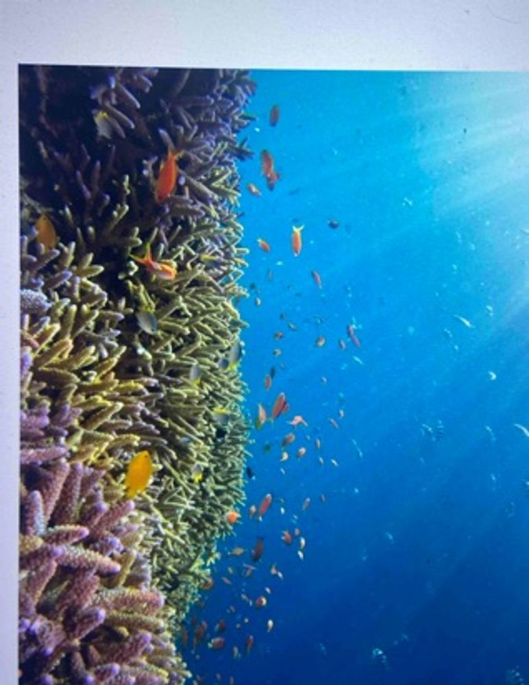 coral dive
