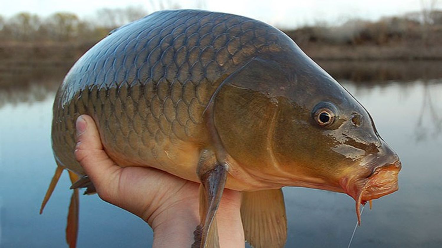 Arizona Flats Carp Adventure