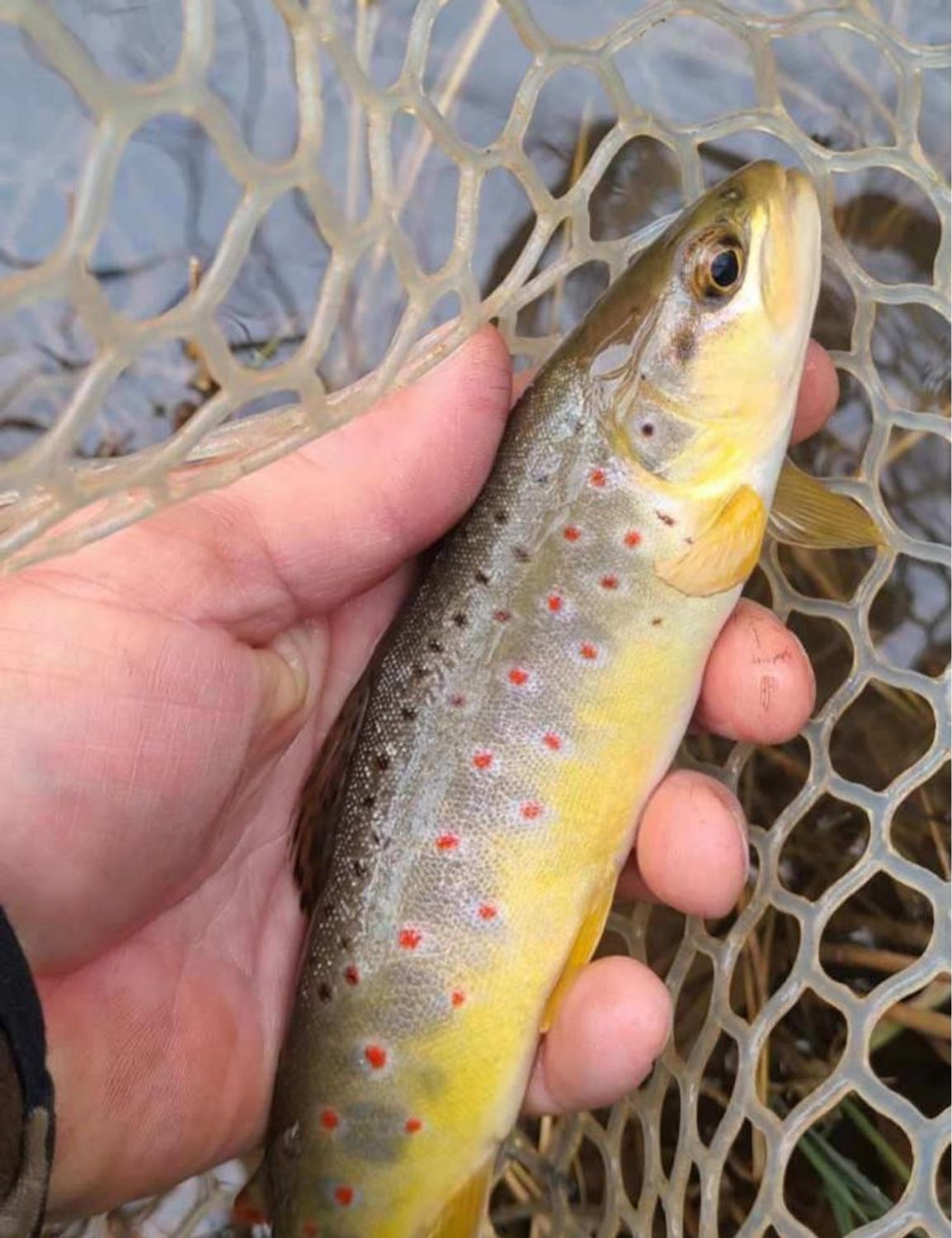 Why should you book a trip with lo water guide service this spring?