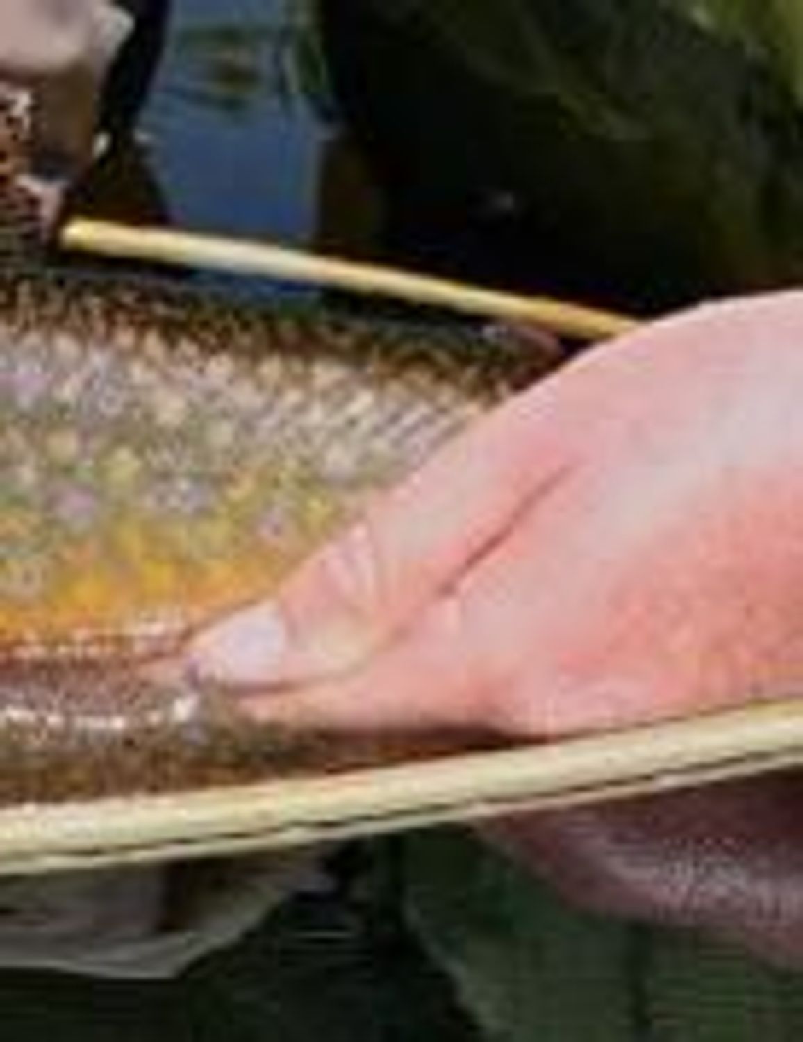 Can you fly fish in a lake?