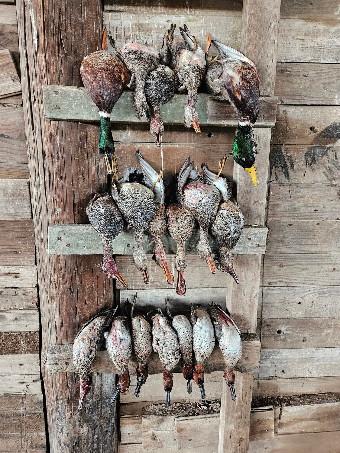 Arkansas Hunting Report