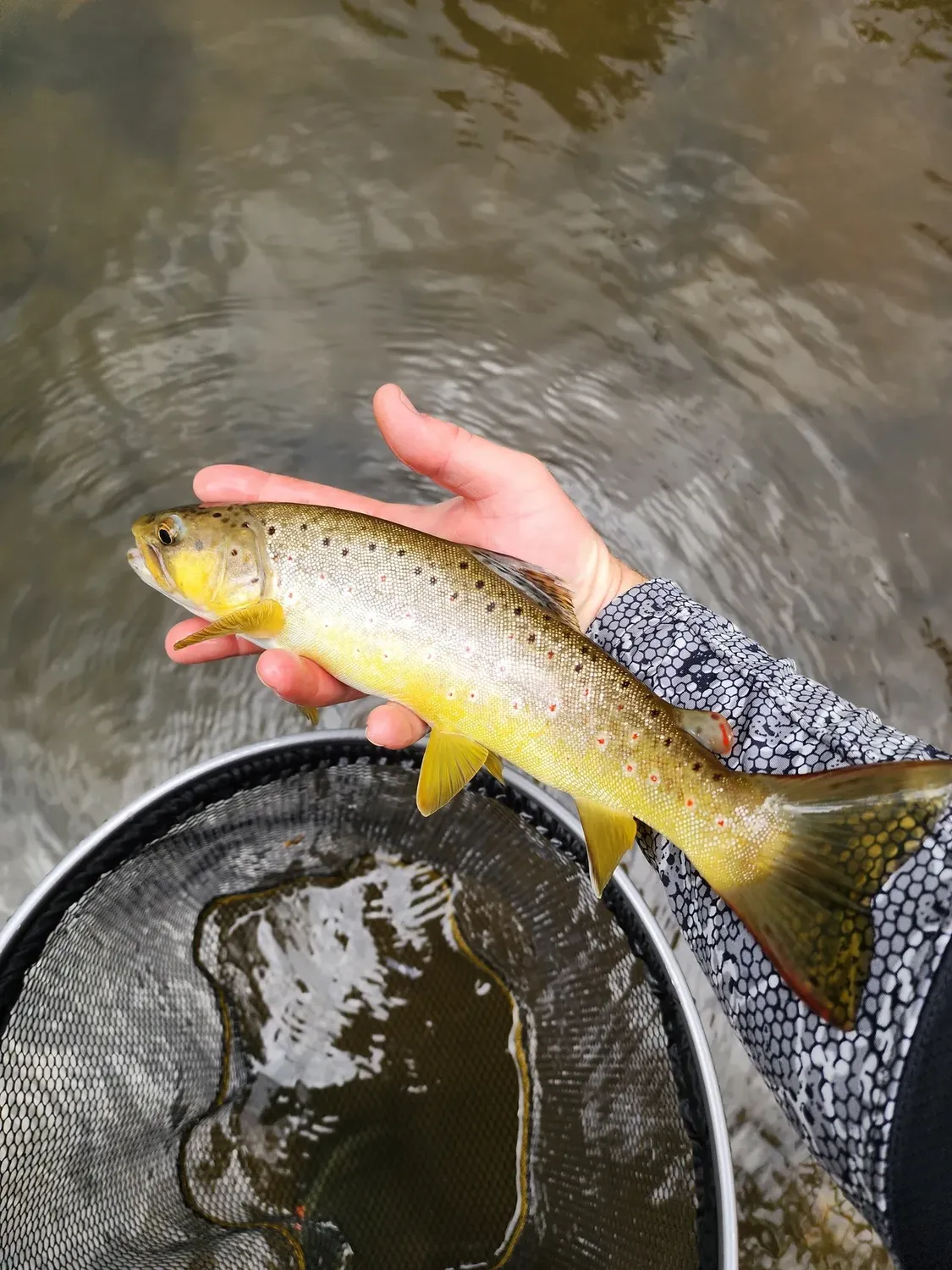 Unlocking Hidden Gems: Streamer Tactics for the Mitchell River.