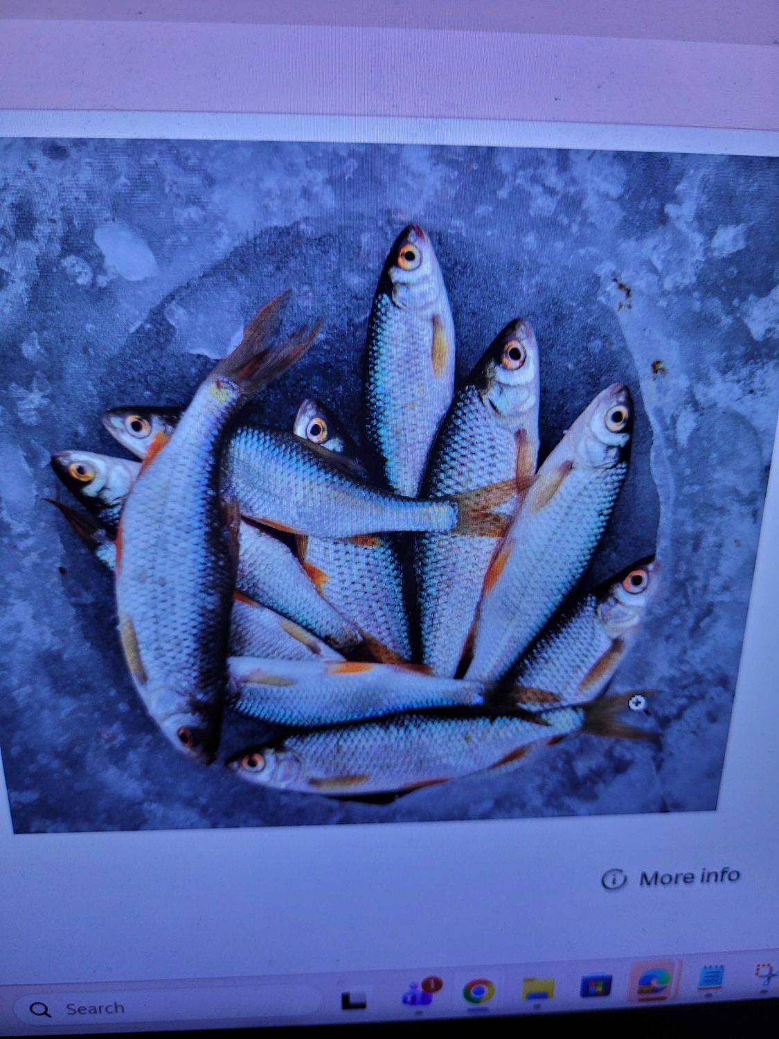 Fishing 
